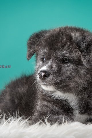 Обои серый, щенок, японская акита, grey, puppy, japanese akita разрешение 4000x2572 Загрузить