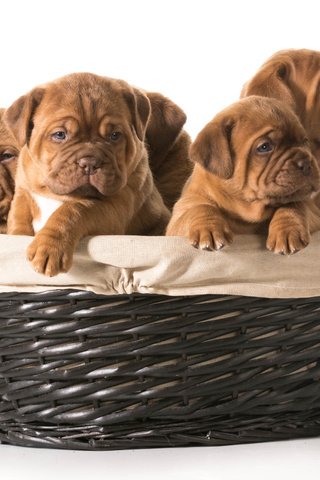 Обои щенки, корзинка, собаки, бордоский дог, puppies, basket, dogs, dogue de bordeaux разрешение 4496x3196 Загрузить