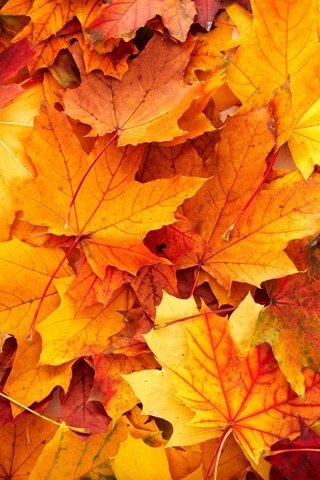 Обои природа, листья, осень, nature, leaves, autumn разрешение 2880x1800 Загрузить