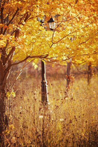 Обои деревья, листья, парк, осень, фонарь, сухая трава, trees, leaves, park, autumn, lantern, dry grass разрешение 2048x1365 Загрузить