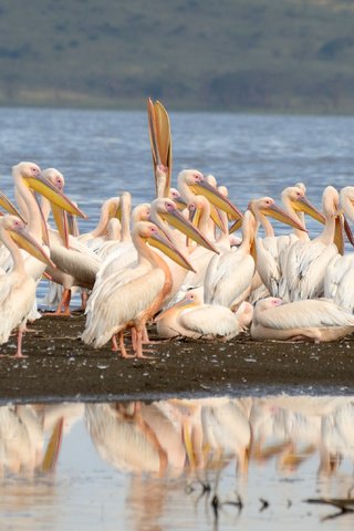 Обои птицы, пеликаны, birds, pelicans разрешение 2541x2147 Загрузить
