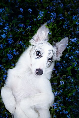 Обои цветы, взгляд, собака, щенок, друг, бордер-колли, alicja zmysłowska, flowers, look, dog, puppy, each, the border collie разрешение 1920x1238 Загрузить