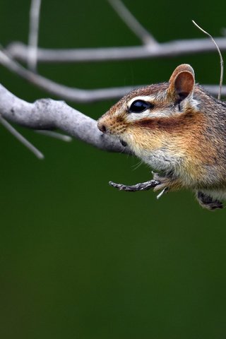 Обои ветки, животное, бурундук, грызун, branches, animal, chipmunk, rodent разрешение 2048x1313 Загрузить