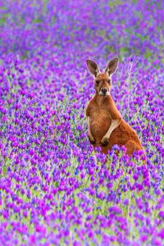 Обои цветы, поле, австралия, рыжий, кенгуру, большой, flowers, field, australia, red, kangaroo, large разрешение 2048x1209 Загрузить