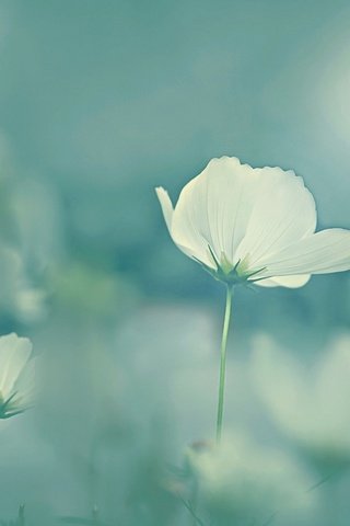 Обои цветы, солнце, космея, белые цветы, flowers, the sun, kosmeya, white flowers разрешение 1920x1280 Загрузить