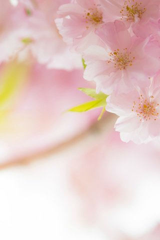 Обои макро, весна, розовый, вишня, сакура, нежность, macro, spring, pink, cherry, sakura, tenderness разрешение 2048x1362 Загрузить