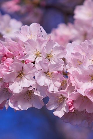 Обои дерево, весна, розовый, вишня, сакура, tree, spring, pink, cherry, sakura разрешение 2400x1523 Загрузить