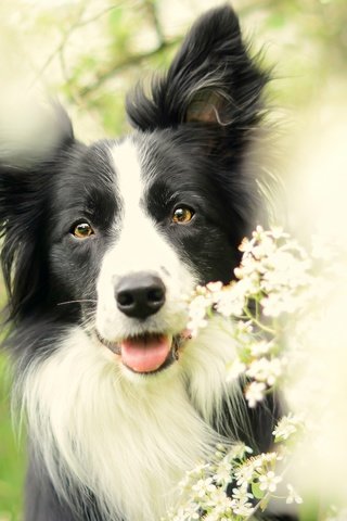 Обои цветы, цветение, собака, весна, бордер-колли, flowers, flowering, dog, spring, the border collie разрешение 2880x1620 Загрузить