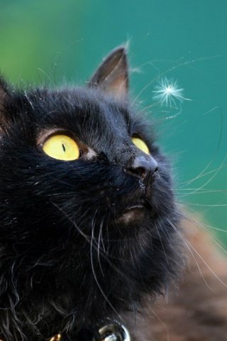 Обои глаза, морда, кот, усы, кошка, уши, eyes, face, cat, mustache, ears разрешение 1920x1200 Загрузить