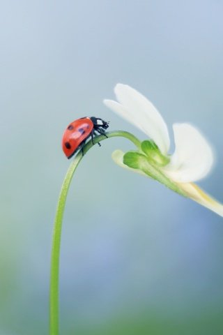 Обои насекомое, цветок, божья коровка, растение, стебель, insect, flower, ladybug, plant, stem разрешение 4294x2595 Загрузить