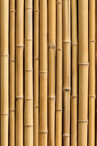 Обои бамбук, ствол, завод, bamboo, trunk, plant разрешение 6144x4088 Загрузить