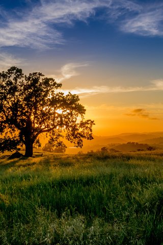 Обои небо, трава, облака, солнце, природа, дерево, закат, пейзаж, the sky, grass, clouds, the sun, nature, tree, sunset, landscape разрешение 4252x3140 Загрузить