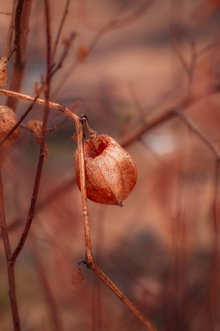 Обои природа, макро, цветок, ветки, растение, физалис, nature, macro, flower, branches, plant, physalis разрешение 5472x3648 Загрузить