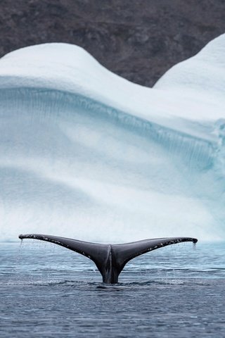 Обои природа, море, животные, айсберг, хвост, кит, арктика, nature, sea, animals, iceberg, tail, kit, arctic разрешение 2048x1208 Загрузить