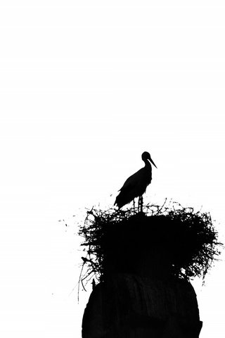 Обои птицы, силуэт, аист, гнездо, birds, silhouette, stork, socket разрешение 2048x1301 Загрузить