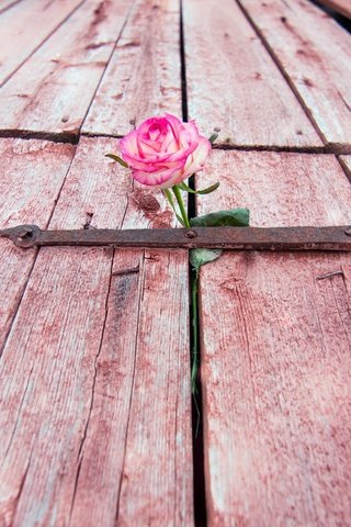 Обои цветок, роза, дверь, flower, rose, the door разрешение 2560x1541 Загрузить