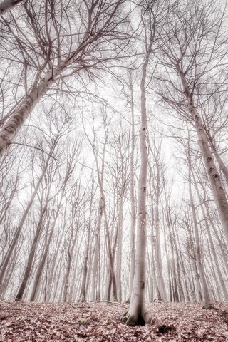 Обои деревья, лес, туман, стволы, trees, forest, fog, trunks разрешение 2048x1365 Загрузить