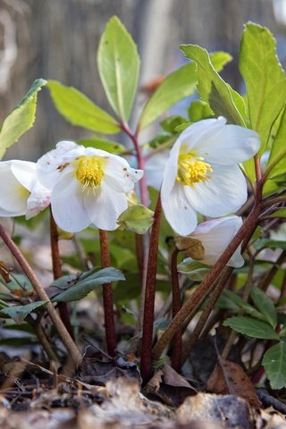 Обои цветы, макро, белые, морозник, геллеборус, flowers, macro, white, hellebore, helleborus разрешение 2048x1407 Загрузить