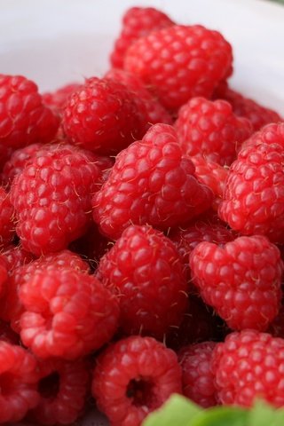 Обои малина, ягоды, урожай, тарелка, raspberry, berries, harvest, plate разрешение 3840x2400 Загрузить