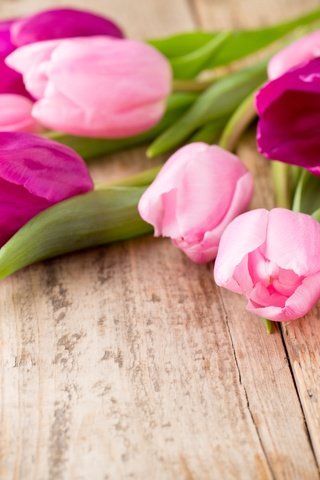 Обои цветы, весна, тюльпаны, розовые, фиолетовые, flowers, spring, tulips, pink, purple разрешение 5209x3473 Загрузить