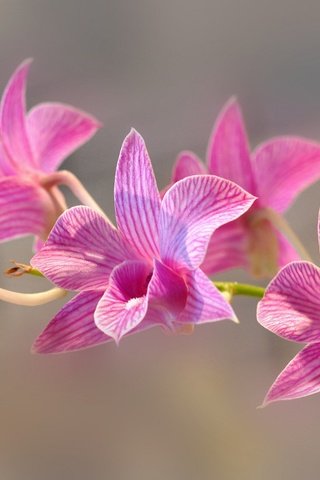 Обои цветы, природа, лепестки, экзотика, орхидея, соцветие, flowers, nature, petals, exotic, orchid, inflorescence разрешение 2048x1338 Загрузить