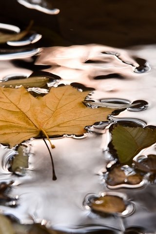 Обои вода, природа, осень, лист, кленовый лист, лужа, water, nature, autumn, sheet, maple leaf, puddle разрешение 2048x1367 Загрузить