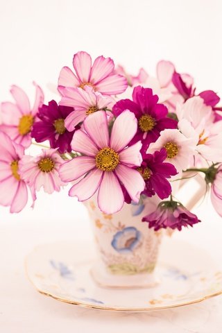 Обои цветы, блюдце, букет, чашка, космея, flowers, saucer, bouquet, cup, kosmeya разрешение 2048x1367 Загрузить