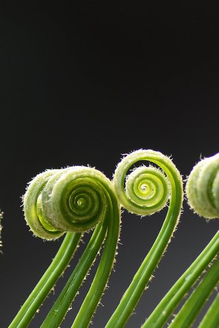 Обои макро, зеленые, завитки, спираль, растение, усики, папоротник, macro, green, curls, spiral, plant, antennae, fern разрешение 2048x1366 Загрузить