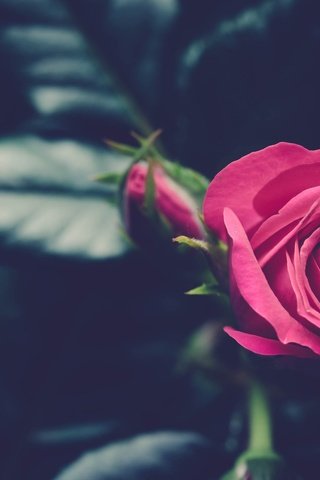 Обои цветок, роза, бутон, розовый, flower, rose, bud, pink разрешение 2048x1365 Загрузить