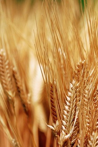 Обои колосья, пшеница, хлеб, колоски, урожай, золотые, зерно, ears, wheat, bread, spikelets, harvest, gold, grain разрешение 1920x1200 Загрузить