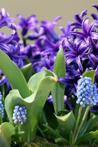 Обои цветы, макро, весна, гиацинт, мускари, flowers, macro, spring, hyacinth, muscari разрешение 3000x2000 Загрузить