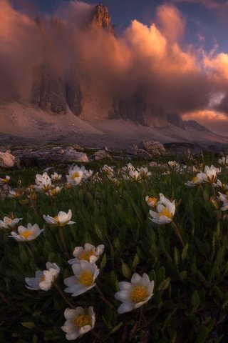 Обои свет, цветы, облака, горы, природа, весна, альпы, light, flowers, clouds, mountains, nature, spring, alps разрешение 1920x1693 Загрузить