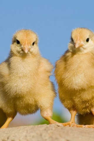 Обои птицы, птенцы, цыплята, tamassio, birds, chicks, chickens разрешение 3840x2400 Загрузить