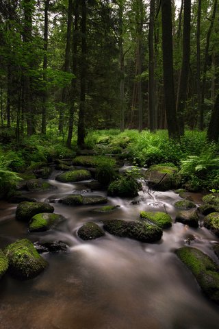 Обои деревья, камни, лес, ручей, мох, папоротник, lena held, trees, stones, forest, stream, moss, fern разрешение 5472x3648 Загрузить