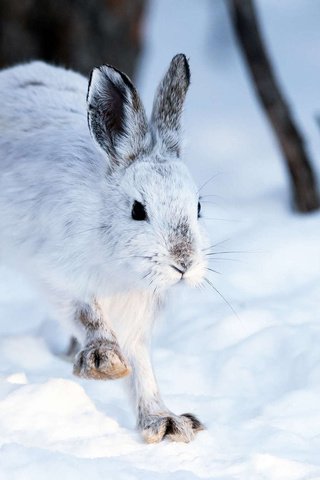 Обои снег, зима, кролик, животное, заяц, snow, winter, rabbit, animal, hare разрешение 1920x1200 Загрузить