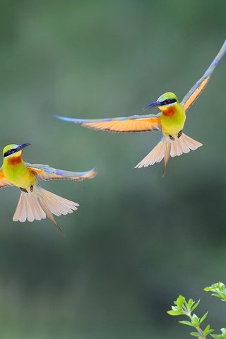 Обои полет, крылья, птицы, пчелоед, золотистая щурка, flight, wings, birds, peeled, european bee-eater разрешение 2048x1363 Загрузить