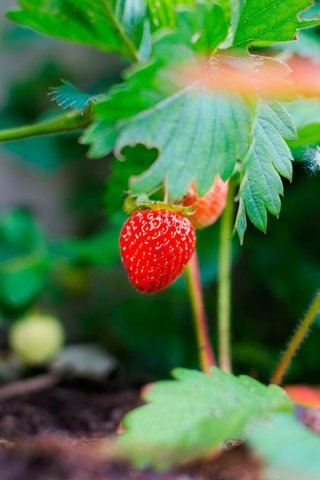 Обои природа, листья, ягоды, земляника, nature, leaves, berries, strawberries разрешение 4000x2649 Загрузить