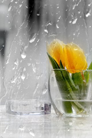 Обои цветы, капли, дождь, тюльпаны, стекло, ваза, желтые, flowers, drops, rain, tulips, glass, vase, yellow разрешение 1920x1200 Загрузить