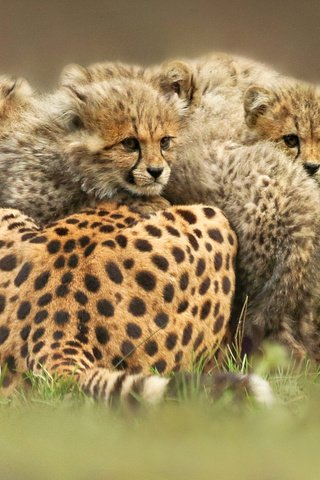 Обои животные, дикие кошки, котята, гепард, animals, wild cats, kittens, cheetah разрешение 2048x1365 Загрузить