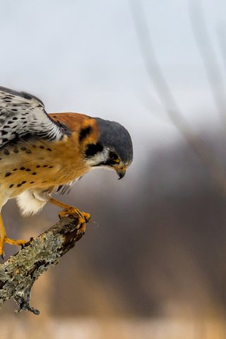 Обои ветка, крылья, сидит, птица, сокол, хищная, пустельга, branch, wings, sitting, bird, falcon, predatory, kestrel разрешение 3840x2160 Загрузить