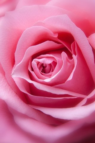 Обои цветок, роза, лепестки, бутон, розовые, крупным планом, flower, rose, petals, bud, pink, closeup разрешение 3840x2160 Загрузить