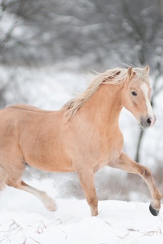 Обои лошадь, снег, зима, конь, бег, horse, snow, winter, running разрешение 2880x1800 Загрузить