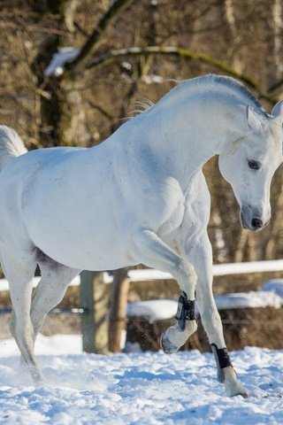 Обои лошадь, снег, зима, конь, бег, грация, (с) oliverseitz, horse, snow, winter, running, grace, (c) oliverseitz разрешение 2880x1800 Загрузить