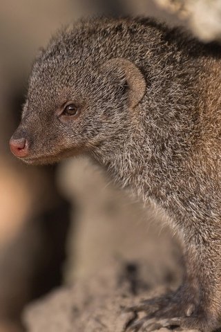 Обои мордочка, взгляд, профиль, мангуст, muzzle, look, profile, mongoose разрешение 1920x1167 Загрузить