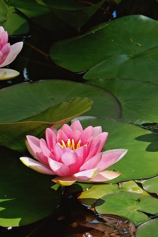 Обои цветы, лепестки, пруд, кувшинка, водяная лилия, ц, flowers, petals, pond, lily, water lily, ts разрешение 2048x1249 Загрузить