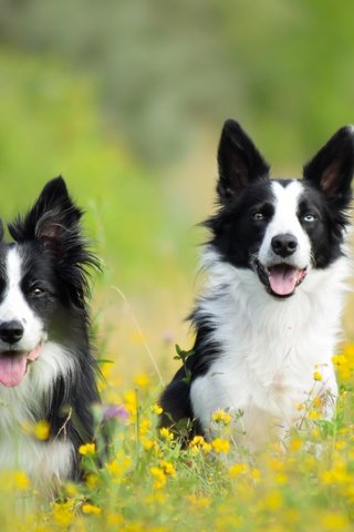 Обои цветы, луг, пара, собаки, бордер-колли, две собаки, flowers, meadow, pair, dogs, the border collie, two dogs разрешение 5673x3782 Загрузить