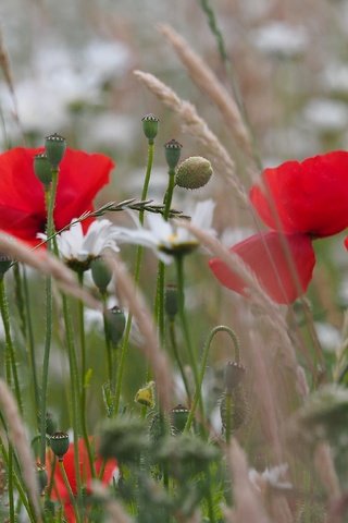 Обои цветы, трава, природа, поле, маки, луг, колоски, ромашки, flowers, grass, nature, field, maki, meadow, spikelets, chamomile разрешение 4608x2592 Загрузить