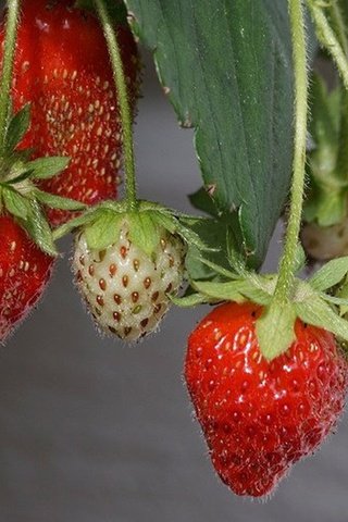Обои макро, лето, клубника, ягоды, macro, summer, strawberry, berries разрешение 1920x1282 Загрузить