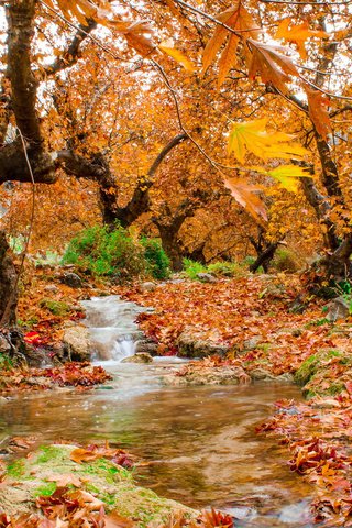 Обои деревья, природа, лес, листья, ручей, осень, trees, nature, forest, leaves, stream, autumn разрешение 1920x1200 Загрузить