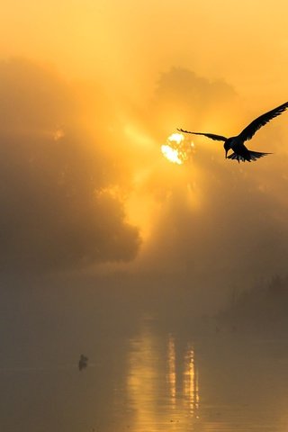 Обои солнце, природа, закат, море, чайка, птицы, силуэт, the sun, nature, sunset, sea, seagull, birds, silhouette разрешение 1920x1200 Загрузить